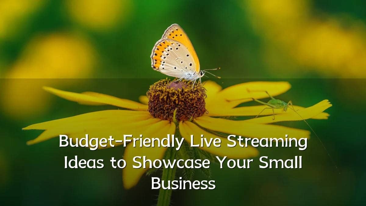 Budget-Friendly Live Streaming Ideas to Showcase Your Small Business