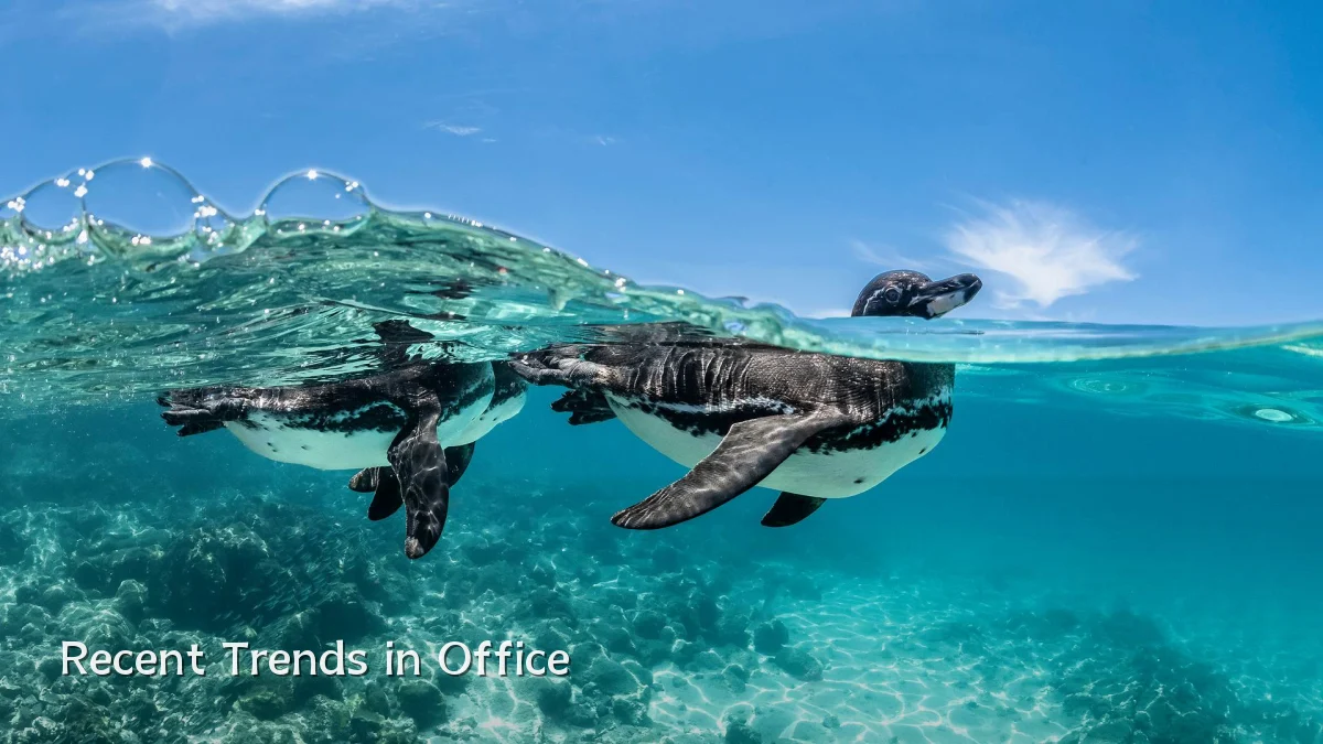 Recent Trends in Office